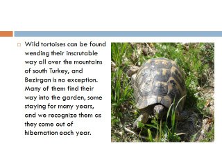 Customized holiday to Turkey to Witness the Wildlife of Turkey