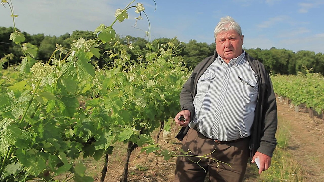 COTE CHASSE - Dégâts de chevreuils dans les vignes