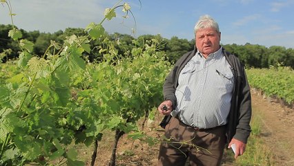 COTE CHASSE - Dégâts de chevreuils dans les vignes