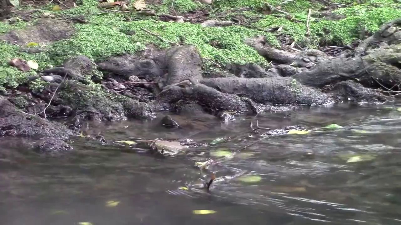 La lutte de Sivens: ZAD du Testet, barrage de Sivens - Terre éveillée