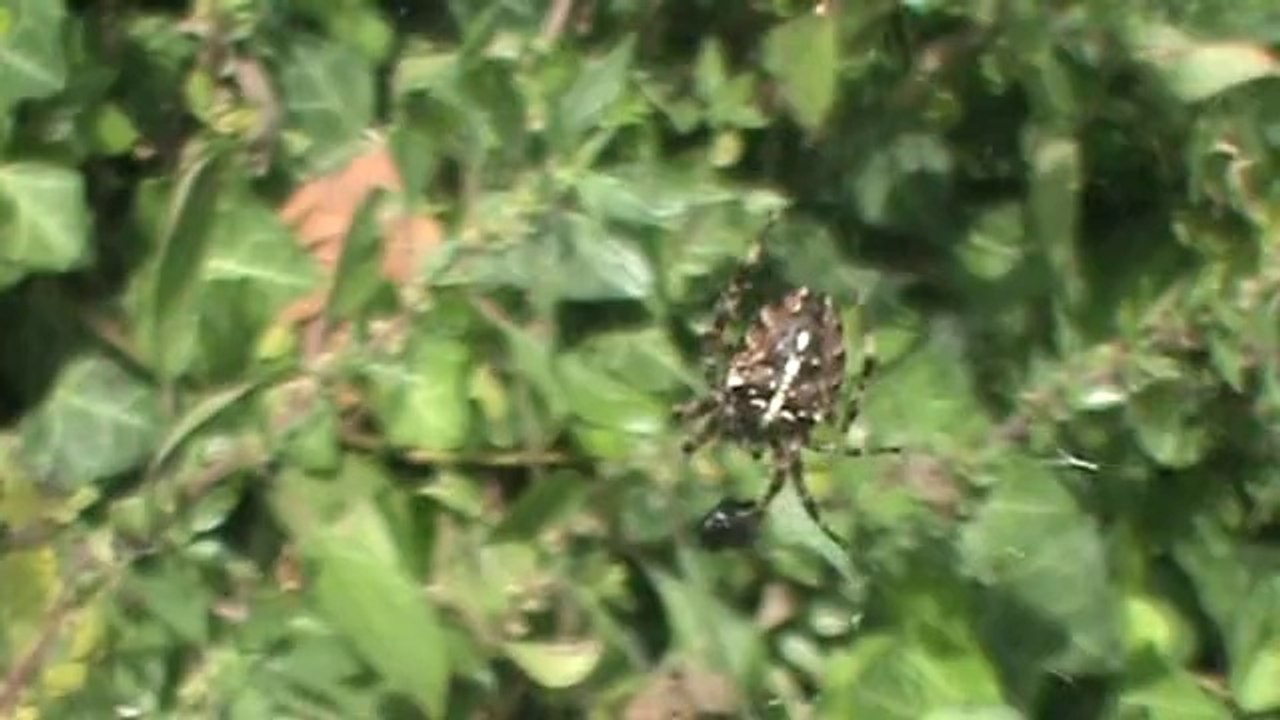 Araignée à Brest le 21/09/14