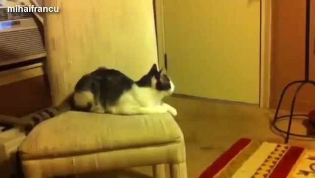 Compilation de chats et de chiens qui regardent la télévision