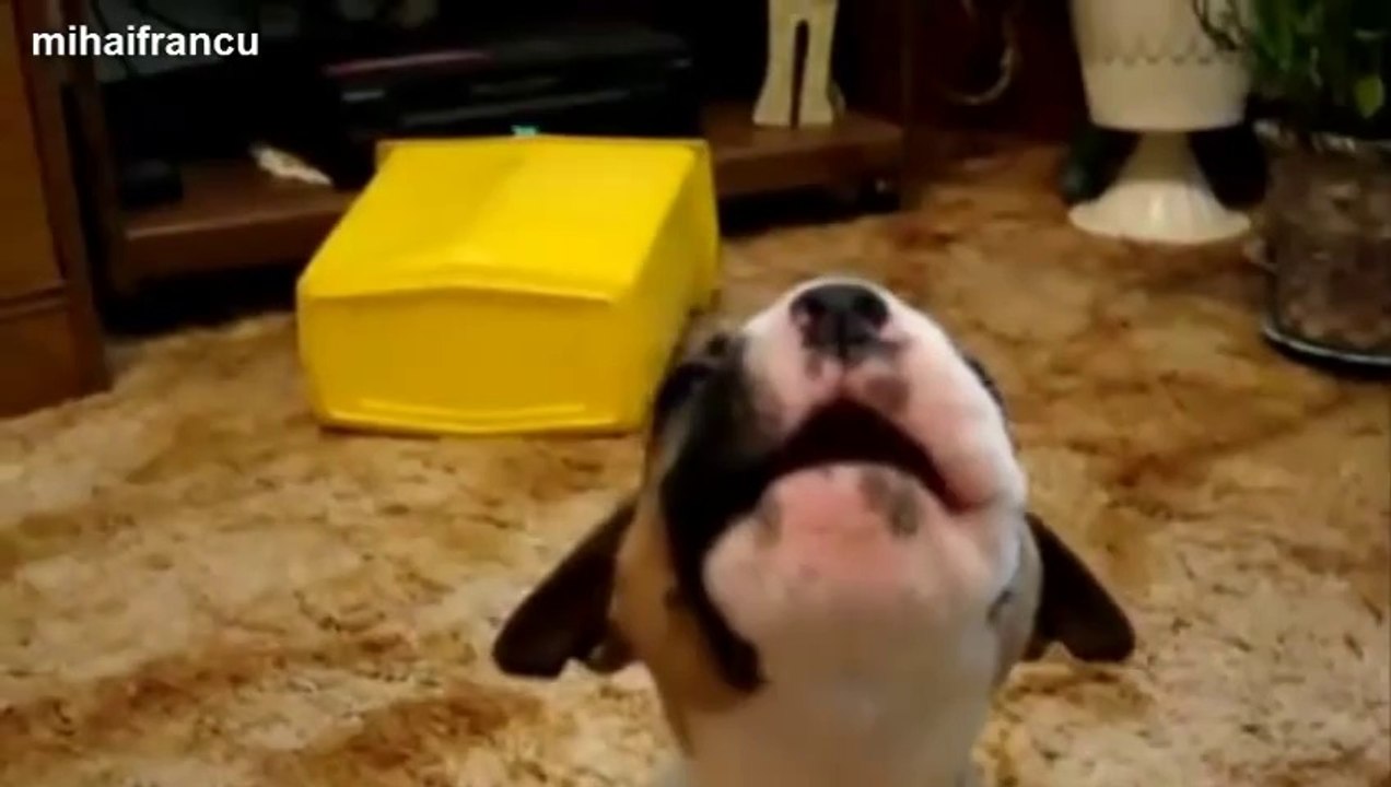 Bébés chiots qui aboient