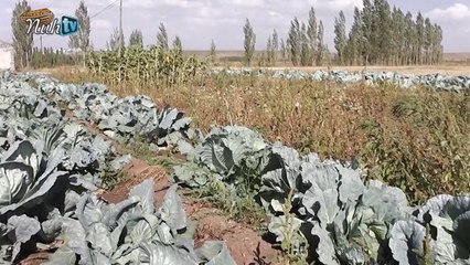 AHMET ATSIZ - ÖZEL \ Lahana Üreticileri Şikayetçi