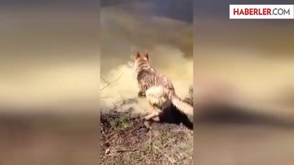 Sudan Çıkmak İstemeyen Köpek