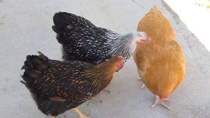 Laser pointer on chickens
