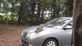 Cat on car