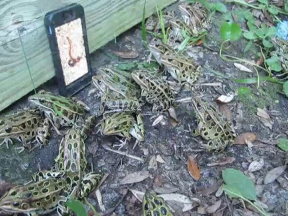 Voilà comment divertir des grenouilles : Frog TV!