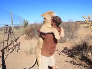 Video herunterladen: Un lion fait un gros câlin à son dresseur!