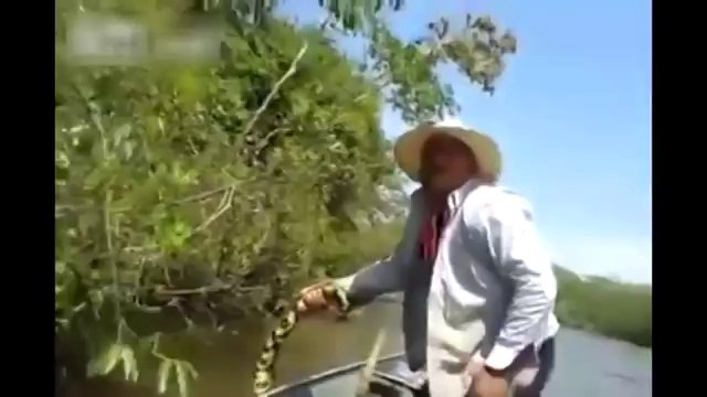 Alors qu'il navigue tranquillement, ce brésilien va tomber nez à nez avec le plus gros anaconda jamais vu !