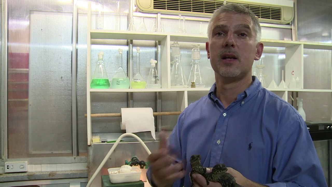 Des bébés crocodiles nains d'Afrique sont nés à Pierrelatte