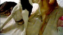 1.- El lenguaje de los perros: permisos sin entrar en conflicto.-