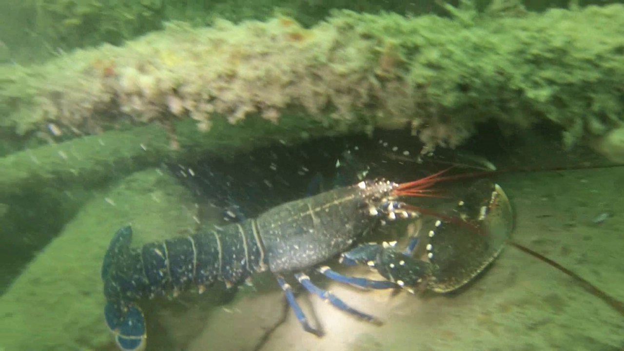 GOPR0594_homard top