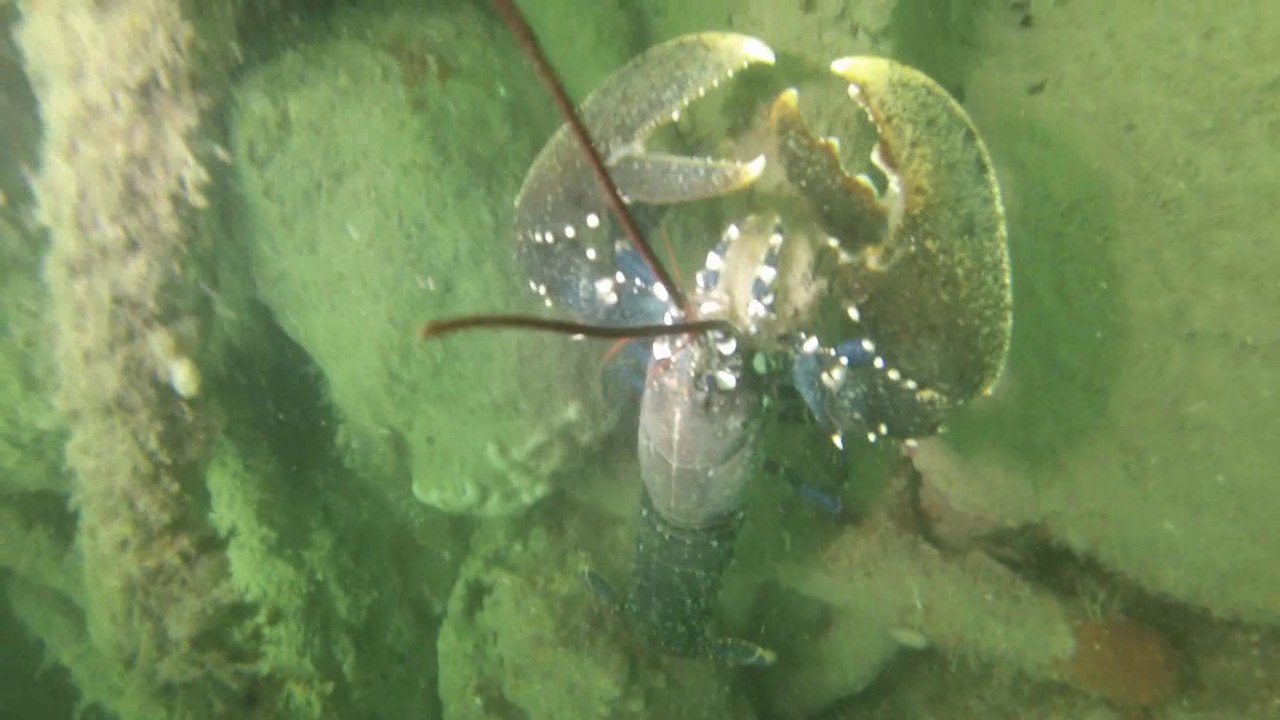 GOPR0593_homard top