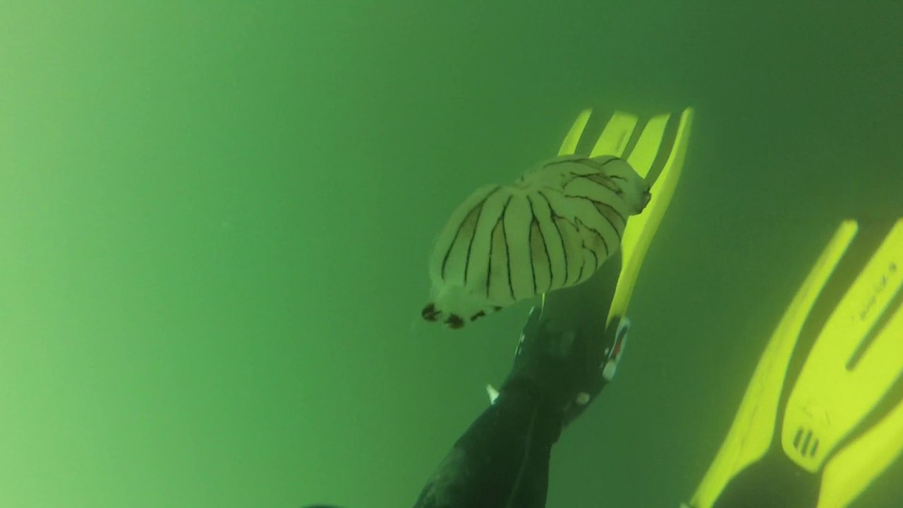 GOPR0626_attaque méduse