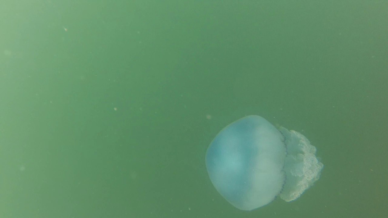 GOPR0633_méduse