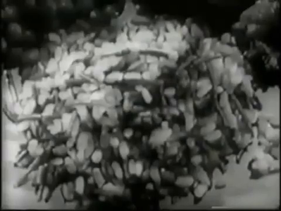 VINTAGE 1962 RICE A RONI COMMERCIAL ~ THE SAN FRANCISCO TREAT