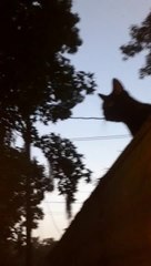 Kat on a Hot Tin Roof