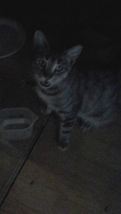 Sheba's starving