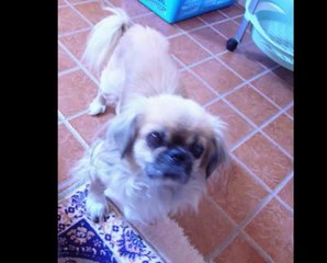 Ora starai correndo sui grandi prati verdi dell'eden