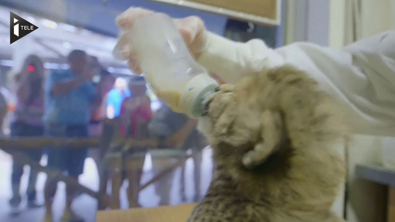 Des bébés guépards présentés au zoo de San Diego
