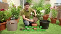 Déco Brico Jardinage : Planter un arbuste persistant