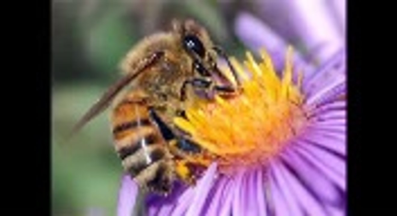 Cuidem la Natura