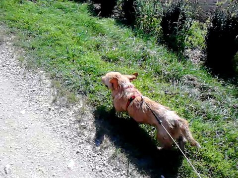Sandy, Paco et Lili en balade