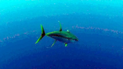 Il manque de se faire dévorer par un requin baleine