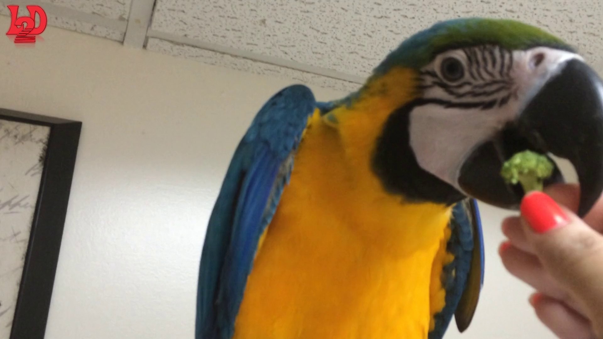 ⁣Mango, the macaw eating broccoli