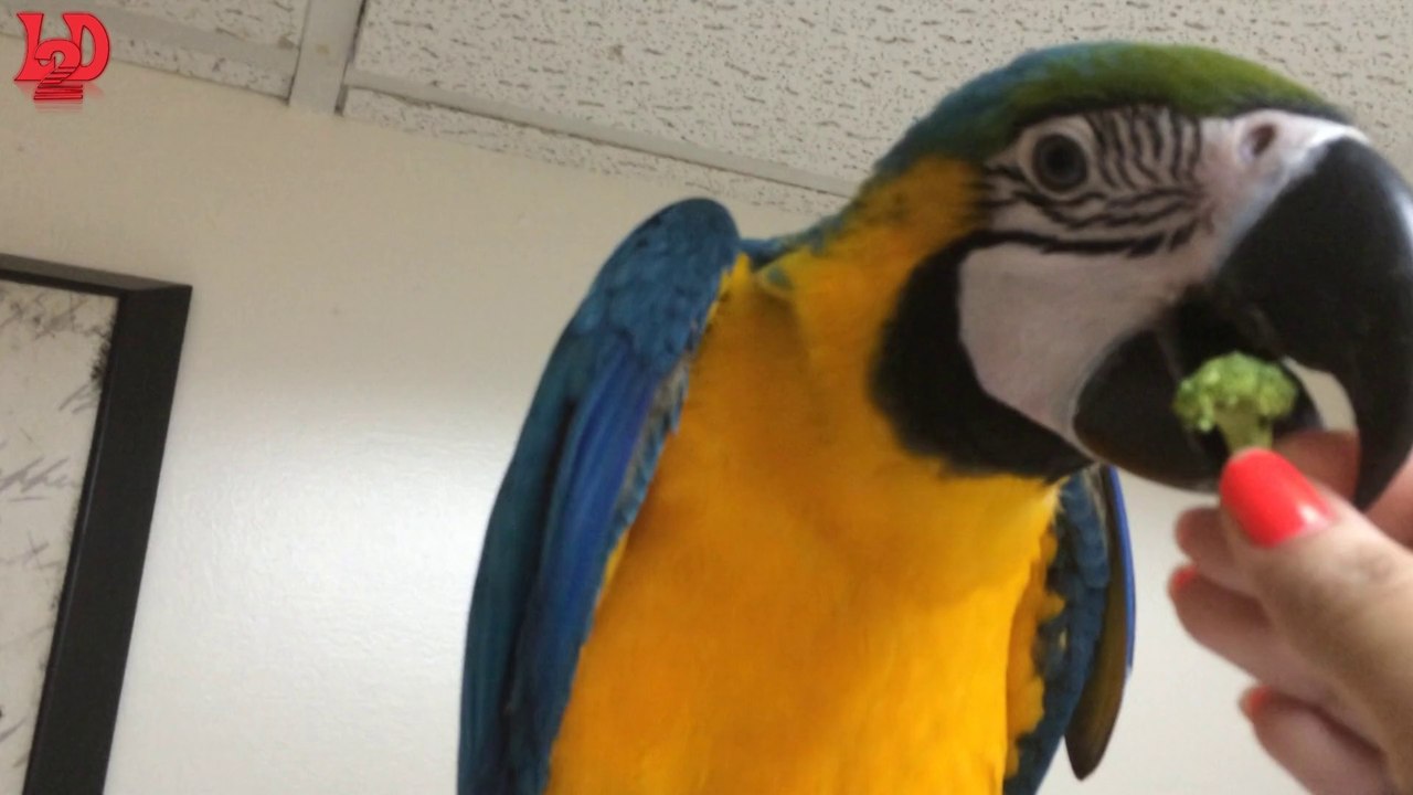 Mango, the macaw eating broccoli