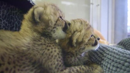 San Diego Zoo Has Adorable New Baby Cheetahs