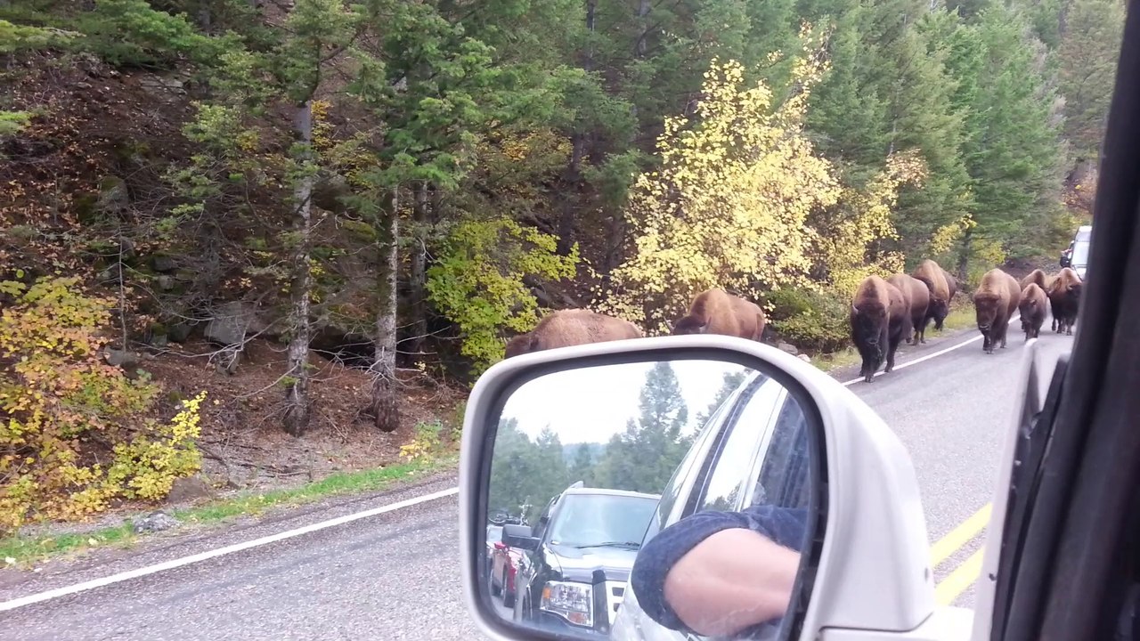 Yellowstone Buffalo