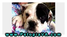 Dogs For Sale Fairfax VA | Petopia | 866.738.7972