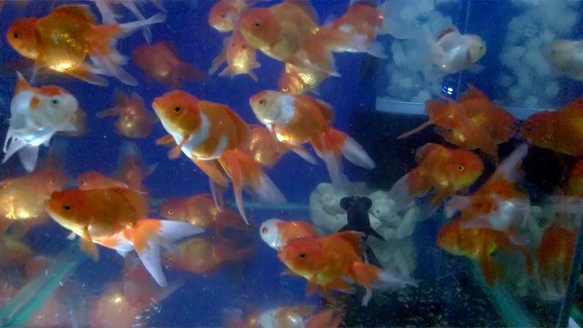 3 duoi coi 0934 322 390