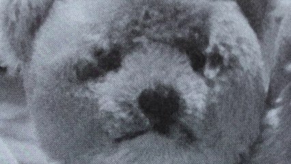 50 Shades of Grey Bear, featuring The Lonely Doll