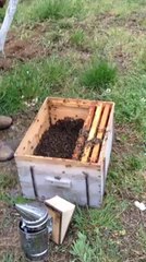 Güzel bir arı oğul alımı