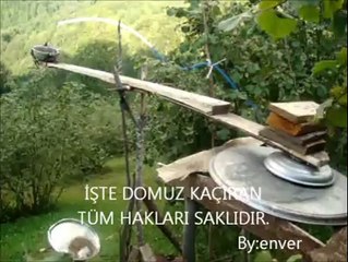 İŞTE DOMUZ KAÇIRAN BÖYLE OLUR