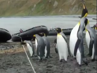 Penguenler İçin buradan Geçmek Çok Zor