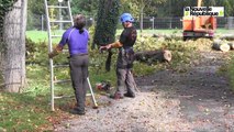 VIDEO. Des marronniers centenaires abattus à Châteauroux