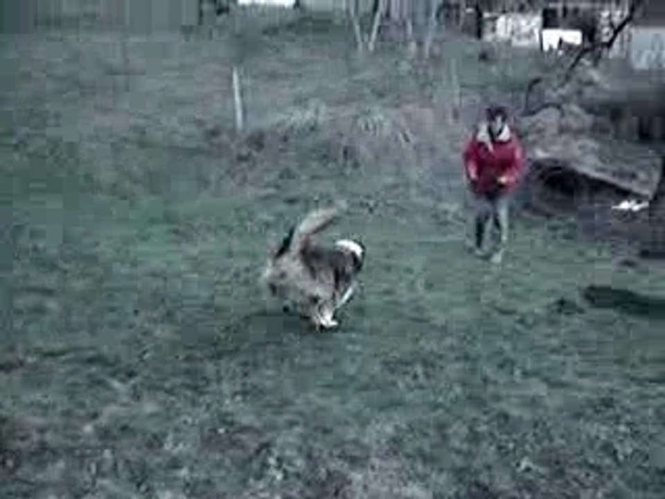 Dragon en exercice N°1