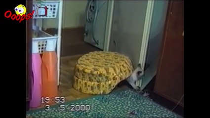 Funny Animals - Funny Cat Videos and Bloopers