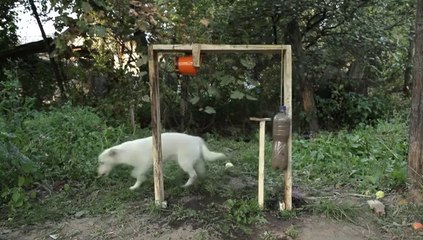 Dog's Ice bucket challenge : hilraious!