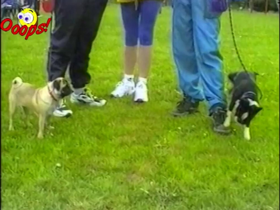 Funny Animals _ Funny Dogs Video Compilation