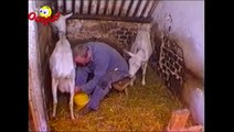 Goats Yelling Like Humans - Super Cut Compilation