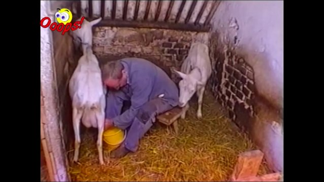 Goats Yelling Like Humans - Super Cut Compilation