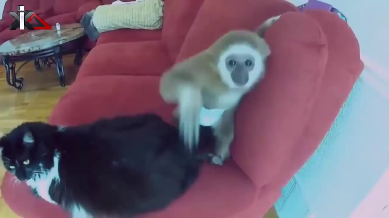 BEST FUNNY ANIMALS COMPILATION (2013 - 2014)