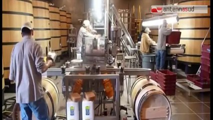 TG 23.09.14 Puglia, meno uva ma qualità vini ok