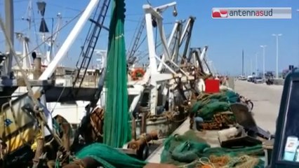 TG 23.09.14 Dopo il fermo, torna il pesce fresco in Adriatico
