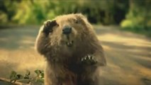 Funny Animal TV Ads - Bridgestone Beaver